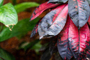 Canlı kırmızı ve siyah tropikal yapraklar, bahçedeki yemyeşil yapraklarla çelişiyor.