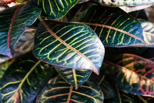 Işıl ışıl yeşil yaprakların yakın plan çekimleri. Kapalı alanda yemyeşil bir bitki ortamında kırmızı damarlar.