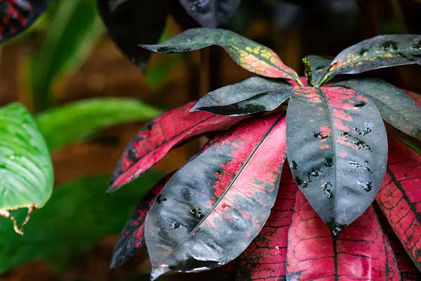 Canlı kroton yaprakları parlak gün ışığında verimli bir kapalı bahçede çarpıcı renkler sergiler.