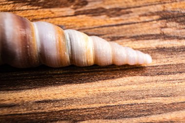 Ahşap bir arka planda deniz kabuğunun yakın görüntüsü karmaşık spiral ayrıntıları ortaya çıkarıyor.