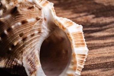 Ahşap bir yüzeyde duran desenli bir kabuğun yakın çekimi karmaşık doğal desenleri vurguluyor.