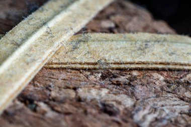 Closeup of textured bark with green plant fibers showcasing nature's intricate patterns clipart