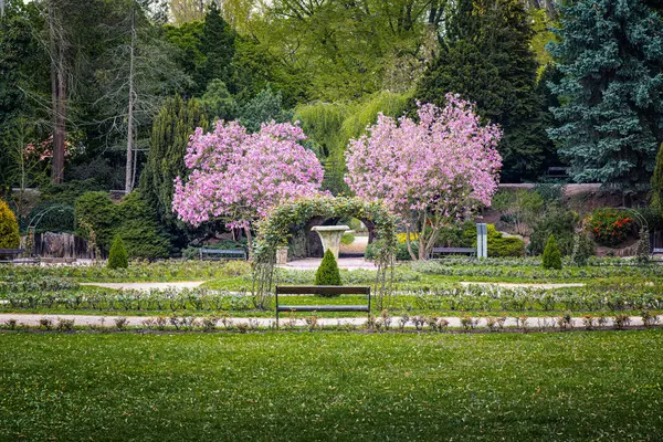 Huzurlu bir park, baharın renkleriyle güzel bir bahçe canlanıyor. Canlı pembe ağaçlar görkemli bir şekilde durur, çiçekleri meltemde hafifçe sallanır. Davetkar bir bank önde oturur.