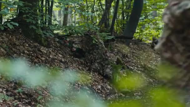 Снайпера Скрытого Листвой Устанавливает Лесное Дерево Профессиональный Солдат Тренируется Рамках — стоковое видео