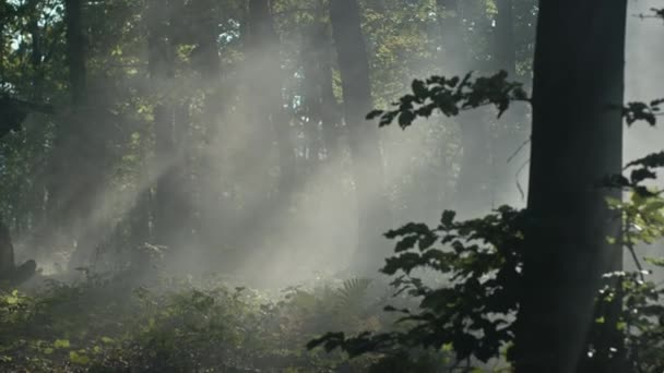 Military Squad Walking Cautiously Foggy Forest — Stock Video