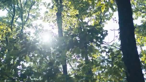 Солнечные Лучи Фильтруются Через Лиственные Ветви Деревьев Создавая Спокойную Естественную — стоковое видео