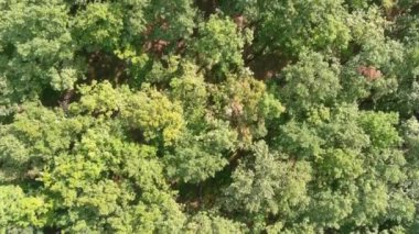 Güneşli, yaprak döken bir ormanın tepeden aşağı manzarası, yemyeşil bir kanopi oluşturan yemyeşil meşe ağaçları..