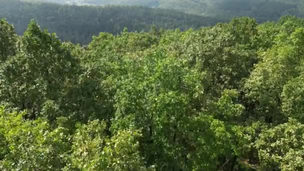Беспилотник Спускается Через Лиственный Лес Возвышая Вид Небо Контраст Присутствует — стоковое видео