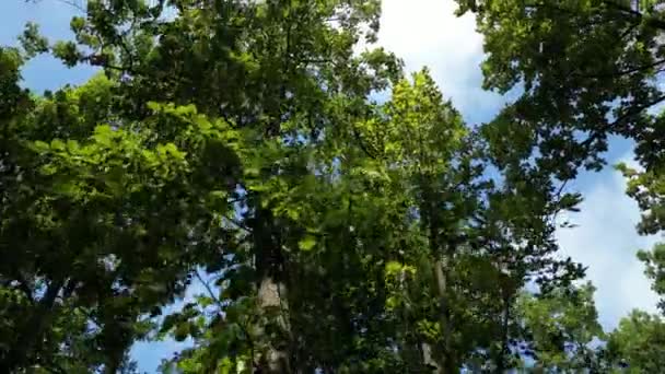 Dron Asciende Bosque Caducifolio Cambiando Ángulo Bajo Una Vista Arriba — Vídeo de stock