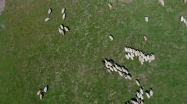 Yeşil bir çayırda rastgele koşan bir koyun sürüsünün tepeden aşağı görüntüsü. Bu kırsal kesimin bölünmesine ve hareketine tanık olun. Kırsal kesimde doğanın doğallığını yakalayın.. 