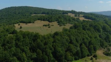 Huzurlu bir manzaranın havadan görünüşü: Ormanla çevrili bir açıklıkta otlayan bir inek sürüsü. Kırsal alan yemyeşil, açık çayırlık ve doğayla uyumlu bir birlikteliğe sahiptir..