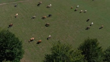Ormanın yanındaki yeşil bir çayırda otlayan inek sürüsünün havadan görünüşü. Kırsal alan açık otlakları gösteriyor. Yüksek perspektiften yakalanan çiftlik hayvanları yetiştiriciliği.
