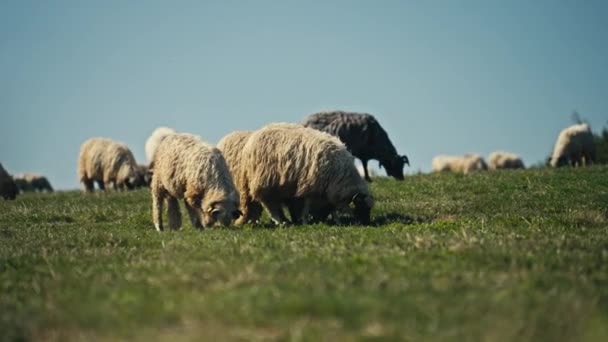 羊の群れとしての牧草地の魅力を 晴れた日の明るい牧草地で平和的に体験してください 田舎の風景が広がり 田舎生活の本質を捉える — ストック動画