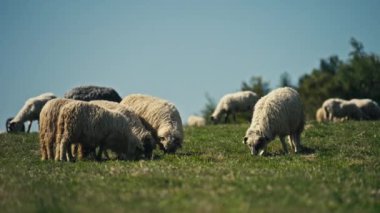 Koyun sürüsü güneşli bir yaz gününde güneşli bir çayırda huzur içinde otluyor. Resmedilmeye değer bir kırsal alan, kırsal yaşamın özünü yakalar..