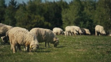 Koyun sürüsü güneşli bir yaz gününde güneşli bir Bosna çayırında huzur içinde otluyor. Resmedilmeye değer bir kırsal alan, kırsal yaşamın özünü yakalar..
