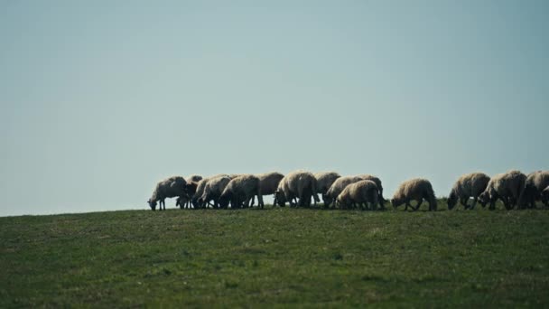 Koyun Sürüsü Güneşli Bir Yaz Gününde Güneşli Bir Bosna Çayırında — Stok video