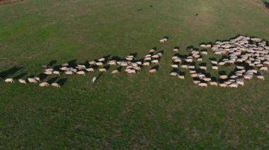 Hava manzarası, güneşli bir yaz gününde Avrupa kırsalında yürüyen bir koyun ve köpek sürüsünü yakalıyor. Balkanlar 'da tarım, doğa ve çiftlik hayvanlarının harmanlandığı pastoral manzara gözler önüne seriliyor.