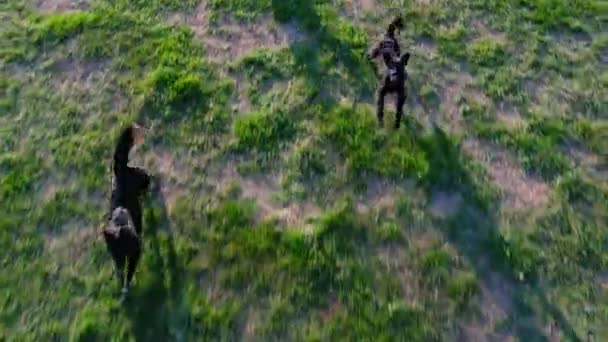 空中俯瞰着草原上的黑牧羊犬 追逐着一架无人飞机并对它吠叫着 能动的动作 大自然的疯狂追求 表现出群体的精力充沛的动作和冲刺 — 图库视频影像