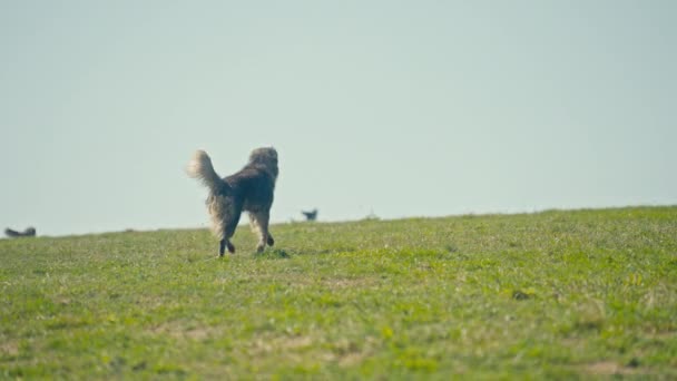 Пастушья Собака Следует Своей Стаей Огромному Лугу Горизонту Динамичное Движение — стоковое видео