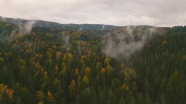 İnsansız hava aracı Bosna 'daki sakin bir sonbahar ormanını renkli yapraklar ve puslu bulutlarla kaplayarak sakin bir atmosfer yaratıyor. Doğanın güzelliği ve mevsimsel dönüşüm kavramı.