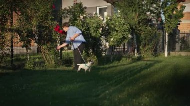 Gün batımında, gül ağaçları ve yeşil çimlerle çevrili küçük bir köpek tasmasıyla bahçeyle uğraşan yaşlı bir kadın. Açık hava rahatlama, arkadaşlık ve bahçıvanlık hobileri kavramı.