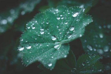 Ladys Mantle bitkisinin yapraklarındaki yağmur damlalarının yakın plan görüntüsü, koyu yeşil yapraklar ve bulanık köşeler 