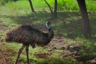 Bir devekuşu zarif bir şekilde canlı ve yemyeşil bir arazide dolaşır ve doğanın gerçek güzelliğini gösterir.