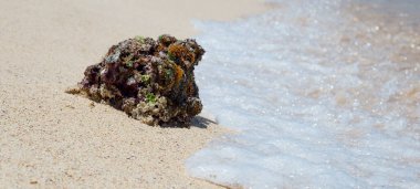 Canlı bir mercan kayası, berrak gökyüzünün altında huzurlu ve sakin bir sahilde yumuşak dalgalar tarafından nazikçe yıkanır.