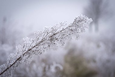 Soğuk örtülü bir dal, güzel sisli bir arka plana karşı duruyor, kışın dingin ve narin güzelliğini yakalıyor.