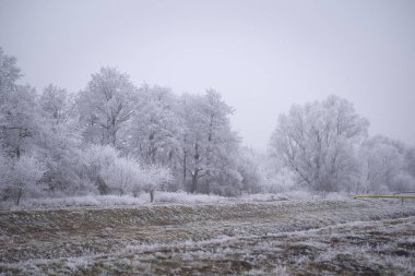 Yumuşak gri gökyüzünün altında bembeyaz ağaçlarla kaplanmış güzel sergilenen sakin bir kış manzarası sakin bir atmosfer yaratıyor.