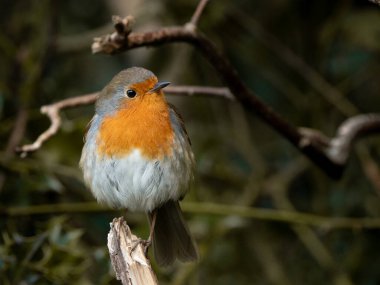 Güzel ve büyüleyici bir Avrupalı bülbül zarif bir şekilde bir ağaç dalına konmuştur.
