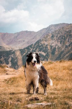 Rüzgâr tarafından vurulan bir köpek, ufukta dikilmiş, arkasında dağlar olan bir ufka bakıyor.