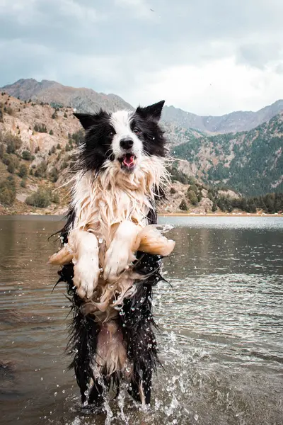 Bir köpek zıplıyor ve arka planda dağ ve gölle kameraya bakıyor.
