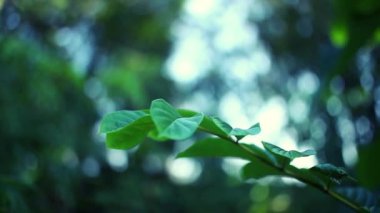 Bahçede yeşil yapraklar, rüzgarla savrulan yapraklar