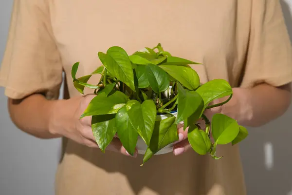 Aquatic propagation of indoor plants by leaf cuttings. Epipremnum in female hands