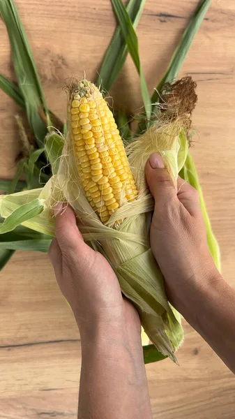 Hands of a woman cleaning an ear of corn on a wooden background. Autumn harvest, Healthy food, Fitness diet. Close up.