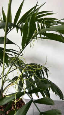 Tropik palmiye yaprakları, beyaz duvara karşı yeşillik. Yaratıcı yerleşim
