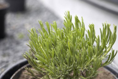 Bahçedeki genç lavanta çalısı