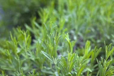 Bahçedeki genç lavanta çalısı