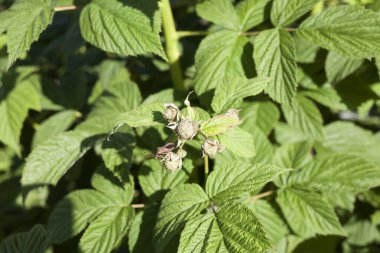 Çiçek açan ahududu çalısı, ahududu çiçeği ve çiçek. Yakın plan.