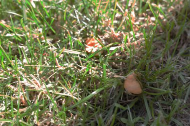 Çimlerde mantarlar, çimen hastalıkları