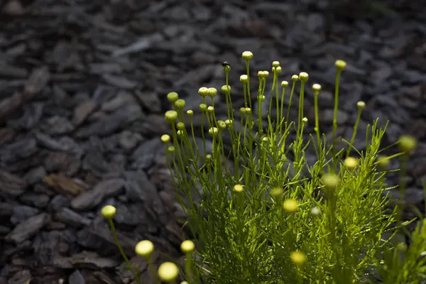 stock image Pale yellow flower heads of Santolina virens in mid-June