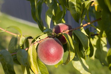 Olgun şeftali yeşil bir dalda