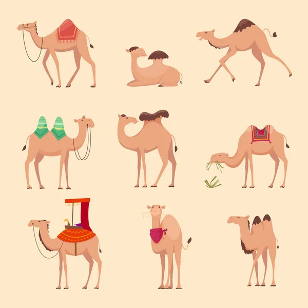 Camelos Deserto Animais Engraçados Africanos Para Viajar Através África Egypt — Vetor de Stock
