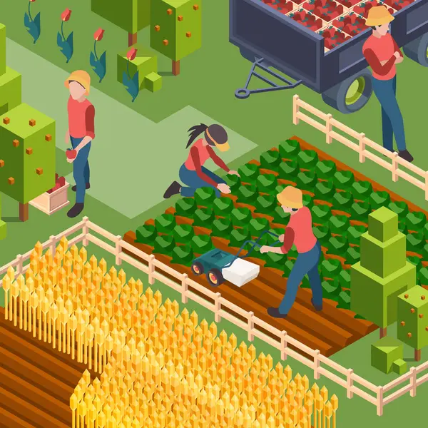 Los Agricultores Cosechan Personas Isométricas Que Trabajan Crecimiento Del Campo — Vector de stock