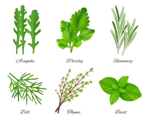 Kruiden Realistisch Groene Voedselsoorten Aromatische Product Ingrediënten Peterselie Rozemarijn Salie — Stockvector