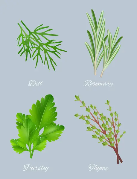 Hierbas Verdes Especies Realistas Para Plantas Medicinales Culinarias Alimentos Ingredientes — Archivo Imágenes Vectoriales