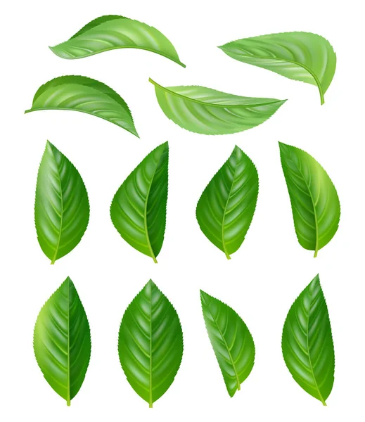緑茶の葉 エコ天然植物芳香族ホットドリンクベクトルは 現実的な写真を残しセット イラストティードリンク 葉植物ハーブ — ストックベクタ