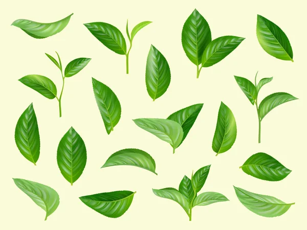 緑の葉がセット 植物の自然な芳香族ハーブベクトルの葉の現実的なコレクション イラスト緑の葉と有機的な春の新鮮な花 — ストックベクタ