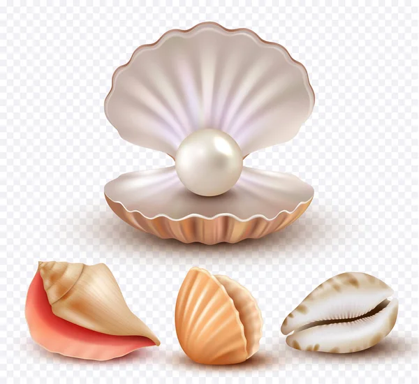 Realistic Seashells Mollusk Shells Ocean Beach Objects Luxury Pearls Open — Stock Vector